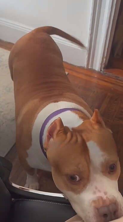 A cachorrinha adora cutucar com o focinho para pedir carinho. 