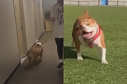 Cersei já perdeu 9 quilos em sua nova rotina de dieta e caminhada e está mais feliz do que nunca.