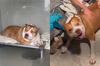 Cachorrinha pitbull com obesidade severa é salva um dia antes da eutanásia por pessoas dispostas a amá-la