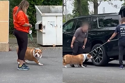 Quando retiraram a cadela do abrigo, ela estava assustada e se recusava a se mover.