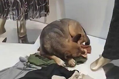 O cachorro é bem cuidado pela proprietária e colaboradoras da loja.