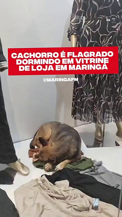 O cachorro tem cama mas dormiu na vitrine.