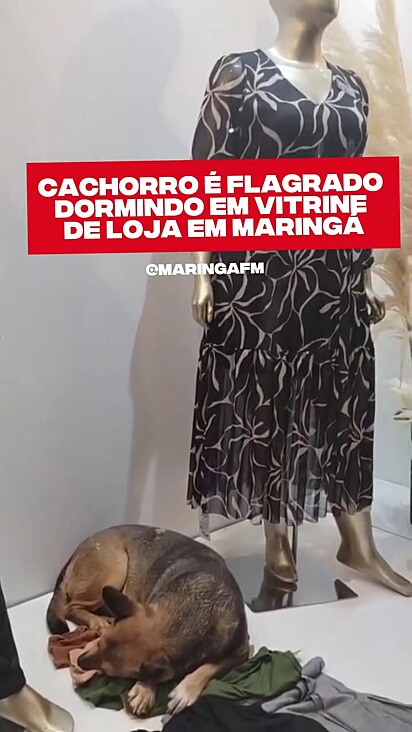 Pocoio ganhou um lugar na loja.