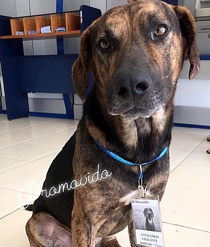 O cão foi morar na chácara da gerente.