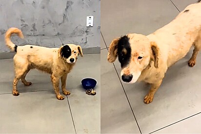 Em dia de chuva, família resolve colocar cachorro Pirata para dentro de casa e isso muda sua vida para sempre.