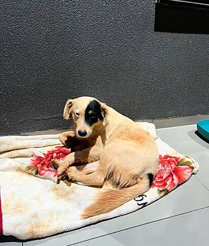 Dia em que Daianna colocou o Pirata dentro de casa por causa da chuva.
