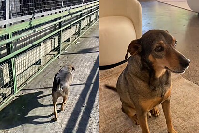 Moça encontra cão que trabalha há 10 anos no mesmo lugar indo para o serviço e pressa chama a atenção