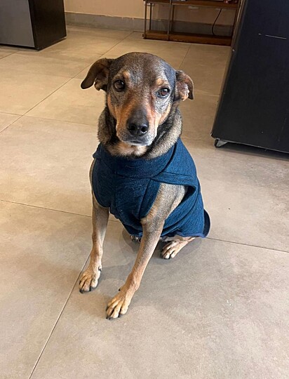 Todos os dias, o cão Mix vai para a empresa.