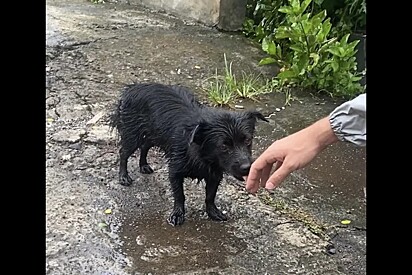 Turistas adiam viagem após encontro com cachorrinha abandonada que muda seus planos e suas vidas.