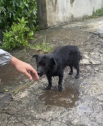 A cachorrinha chegou até o casal em um dia chuvoso.