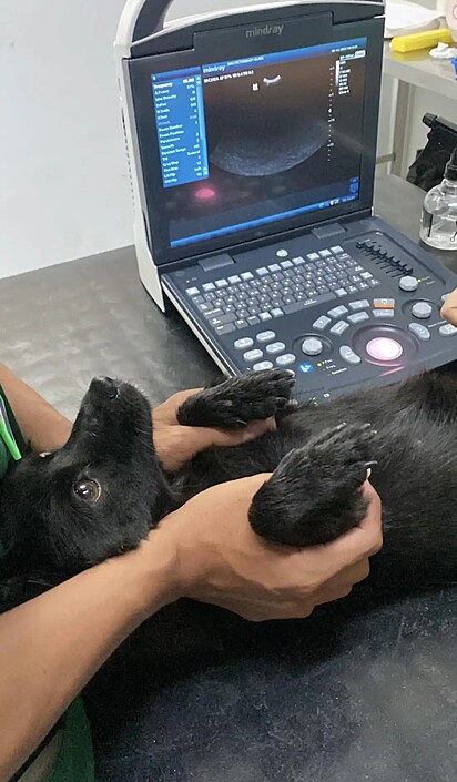 O casal levou a cachorrinha para uma consulta veterinária.