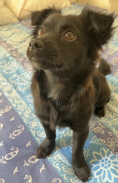 Luna se adaptou facilmente com a sua nova casa.