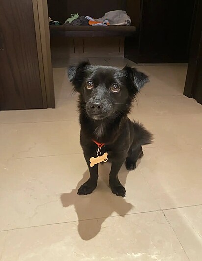 Luna se comportou bem durante a viagem.