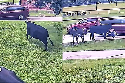 Vacas se transformam em filhotes gigantes ao verem sua tutora chegar em casa.