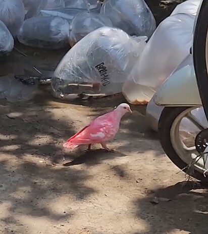 A ração para peixes alterou a coloração das penas da pomba.