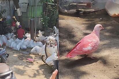 Virou um flamingo: Homem mostra o que aconteceu com pomba após comer ração para peixes.
