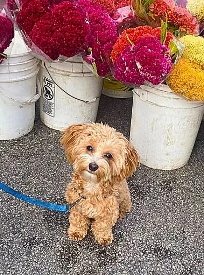 Louie é um cachorrinho da raça Maltipoo muito dramático.