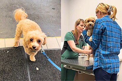 Tutora se apavora com pata levantada de maltipoo, acredita estar quebrada, leva ao veterinário - então descobre a verdade.