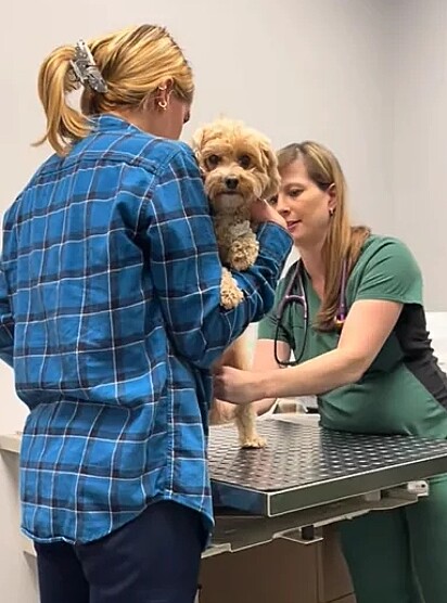 O cachorrinho Louie na veterinária.