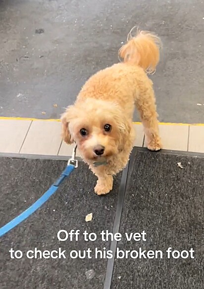 O cachorrinho Louie fingindo estar com a pata machucada para não andar de carro.