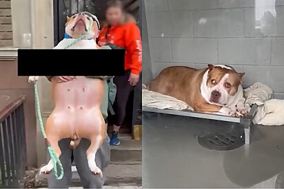Cachorrinha pitbull com obesidade severa é salva um dia antes da eutanásia por pessoas dispostas a amá-la