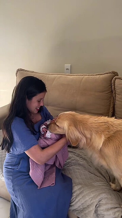 A golden ficou muito animada com a chegada do novo membro da família.