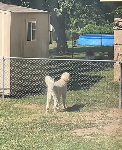 Honey esperando pela dona Edna na cerca. 