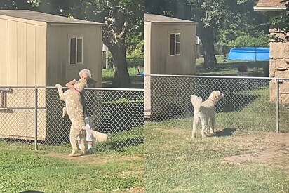 Cachorro adorava cumprimentar sua vizinha de 94 anos pela cerca - até que certo dia ela não apareceu.