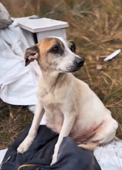 A cachorrinha demonstrava um semblante triste no dia em que foi resgatada.