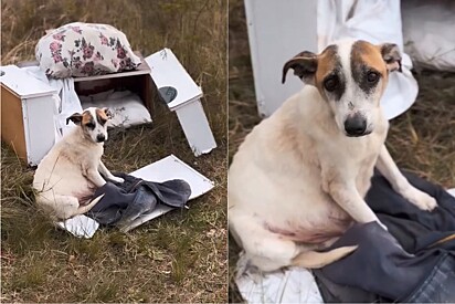 Com olhar perdido, mamãe vira-lata é encontrada no meio do nada com seus bebês e uma casinha improvisada.