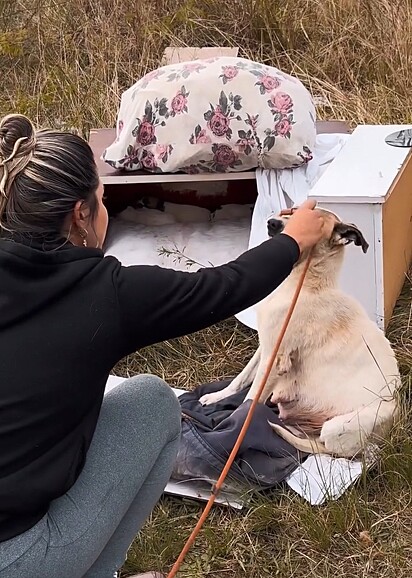 A cachorrinha não ofereceu resistência ao resgate.