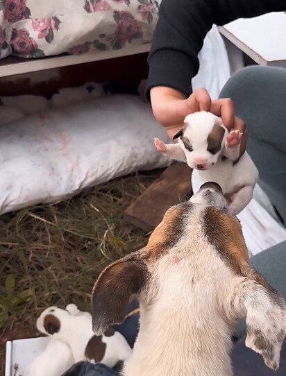 A cachorrinha e seus seis filhotes foram resgatados.