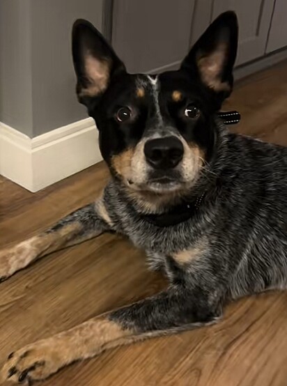 Blue, um cão pastor-australiano com artrite.