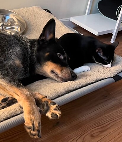 Cão Blue e seu melhor amigo felino, Sr. Darcy.