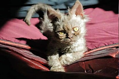Após visitar abrigo de animais, mulher resolve adotar gato estranho que parece ter DNA alienígena.
