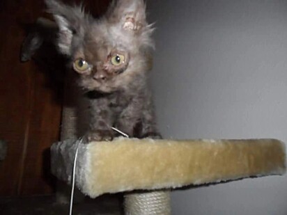 O gatinho Nermal quando filhote.