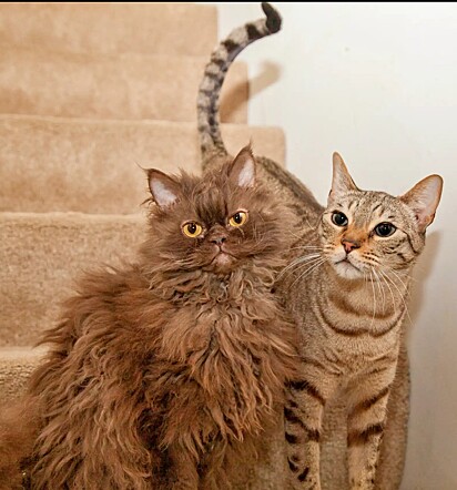 Os gatinhos Nermal e Marley.