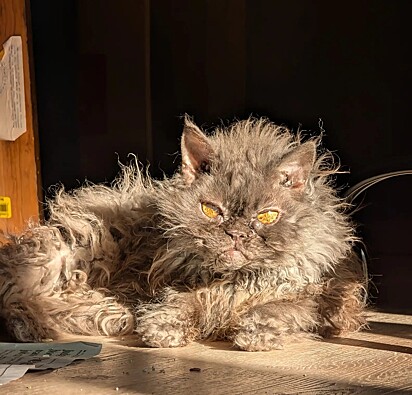 O gatinho Nermal é cheio de energia.