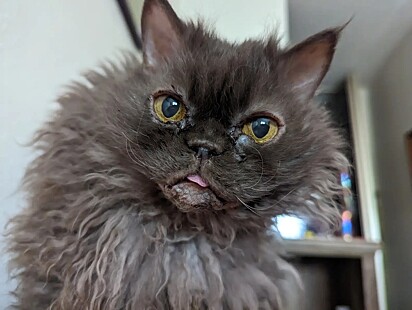 O gatinho Nermal conquistou a tutora com seu jeitinho travesso e aparência exótica.