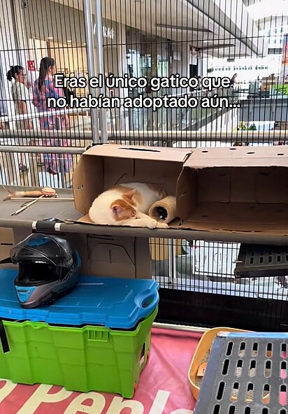 O gatinho Fuji, sozinho na gaiolinha durante a feira de adoção.