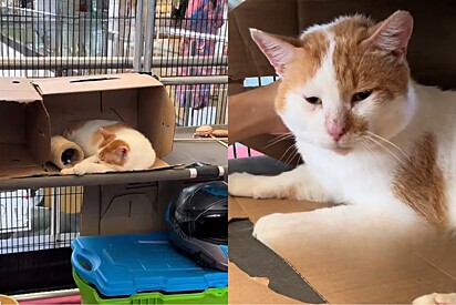 Casal se depara com gatinho solitário e de olhar triste em feira de adoção e então decide mudar seu destino para sempre.