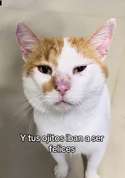 Fuji é um gatinho muito carinhoso.