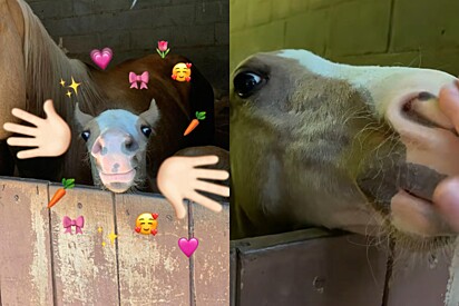 Faline já cresceu, mas ainda tem os mesmos olhos.
