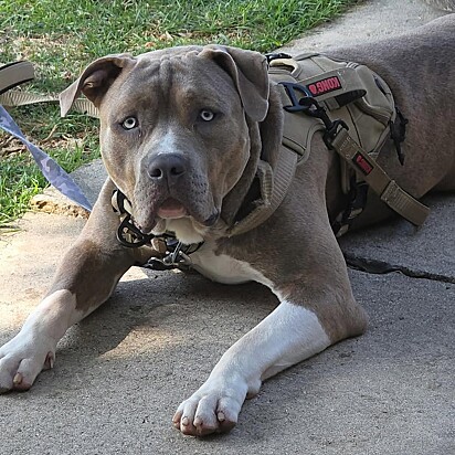O pitbull Juniper foi abandonado em um parque, acompanhado de um bilhete.