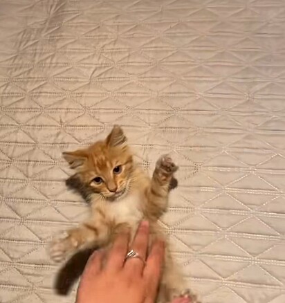 O filhote de gato laranja apareceu no quarto da jovem. 