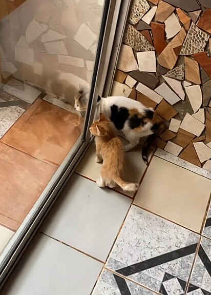 Com o tempo, a mamãe já entrava na casa para ver o filhote.