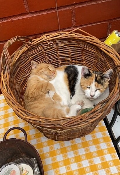 A gata dormindo com o Aurelio na cama dele.