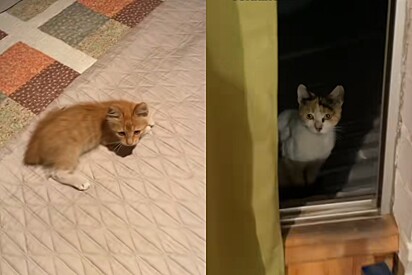 Mesmo com medo de humanos, mãe gata se aproxima de casa para pedir ajuda para filhote 