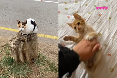 Enquanto Aurelio crescia, a mãe seguia nos arredores.