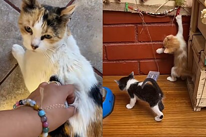A mamãe gata teve mais quatro lindos filhotes.
